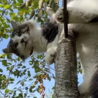 Illustration de l'article : "Il était très content de me voir" : un chat coincé en haut d'un arbre secouru par un spécialiste (vidéo)