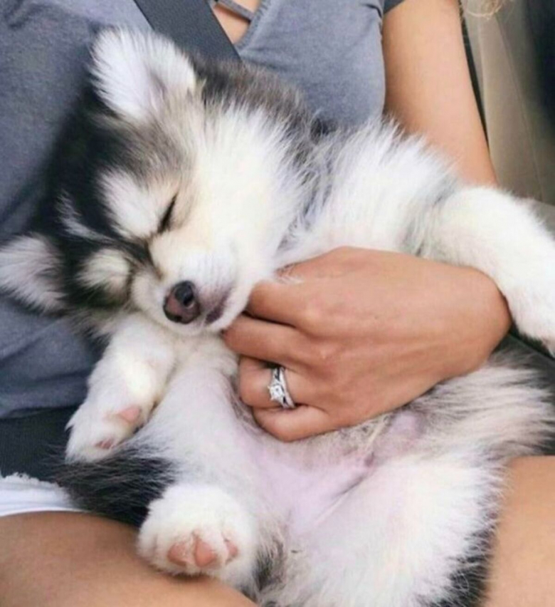 https://www.woopets.fr/assets/ckeditor/2022/dec/actualities/20244/xl/637ba7451d04e_adorable-sleeping-animals.jpg