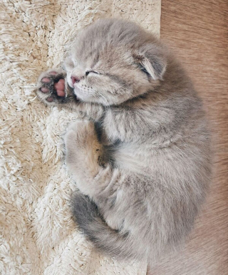 Illustration de l'article : 20 photos d'animaux endormis qui adouciront instantanément votre journée