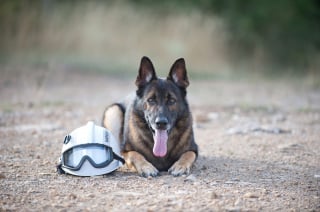 Illustration de l'article : L'émouvant hommage posthume des pompiers à leur chien secouriste Dojo, parti à l'âge de 12 ans