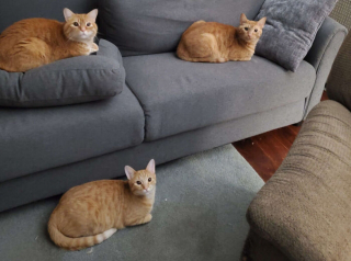 Illustration de l'article : 20 photos rappelant pourquoi les chats roux sont des êtres à part