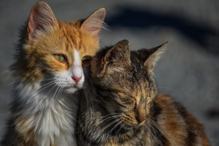 Illustration de l'article : L'inquiétude monte dans cette commune où les tirs de carabine sur des chats se multiplient