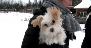 Illustration de l'article : La propriétaire d'un petit chien sous le choc après l'attaque du canidé par un rapace