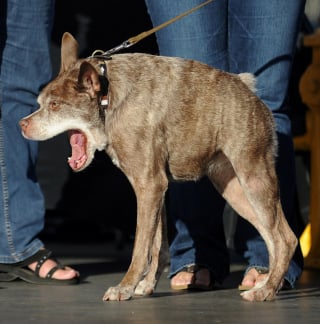 Illustration de l'article : 15 photos de chiens étiquetés comme "laids" mais dont le charme est unique