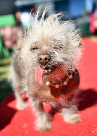 Illustration de l'article : 15 photos de chiens étiquetés comme "laids" mais dont le charme est unique