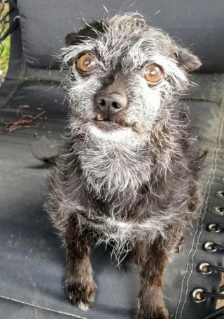 Illustration de l'article : 15 photos de chiens étiquetés comme "laids" mais dont le charme est unique