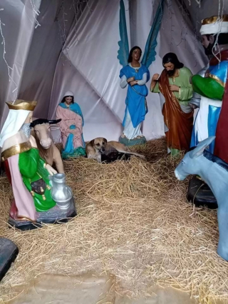 Illustration de l'article : Une chienne élit domicile dans une crèche de Noël, un passant découvre qu'elle n'est pas seule