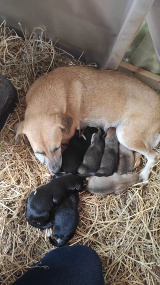 Illustration de l'article : Une chienne élit domicile dans une crèche de Noël, un passant découvre qu'elle n'est pas seule