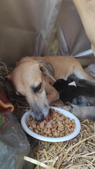 Illustration de l'article : Une chienne élit domicile dans une crèche de Noël, un passant découvre qu'elle n'est pas seule