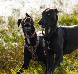 Illustration de l'article : 13 photos prouvant qu'avec les chiens et les chats, les jours se suivent et ne se ressemblent pas