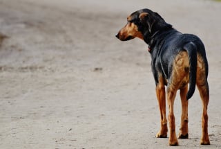 Illustration de l'article : Une nouvelle vague d’empoisonnements de chiens inquiète les maîtres du sud de la France