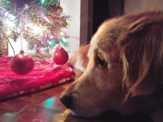 Illustration de l'article : 10 photos d'animaux qui donnent une tout autre dimension aux fêtes de fin d'année