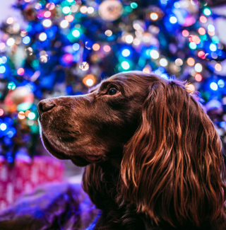 Illustration de l'article : 20 photos de chiens que l'atmosphère de Noël rend plus joyeux et excités que jamais