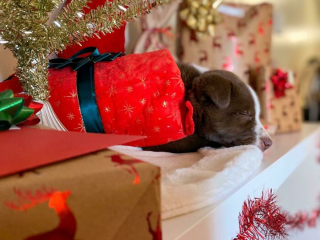 Illustration de l'article : 20 photos de chiens que l'atmosphère de Noël rend plus joyeux et excités que jamais