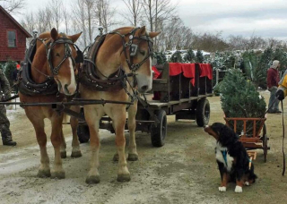 Illustration de l'article : 20 photos de chiens que l'atmosphère de Noël rend plus joyeux et excités que jamais