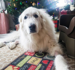 Illustration de l'article : 20 photos de chiens que l'atmosphère de Noël rend plus joyeux et excités que jamais