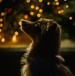 Illustration de l'article : 20 photos de chiens que l'atmosphère de Noël rend plus joyeux et excités que jamais