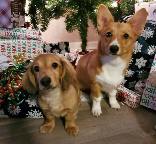 Illustration de l'article : 20 photos de chiens que l'atmosphère de Noël rend plus joyeux et excités que jamais