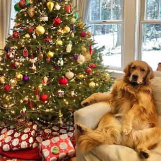 Illustration de l'article : 20 photos de chiens que l'atmosphère de Noël rend plus joyeux et excités que jamais