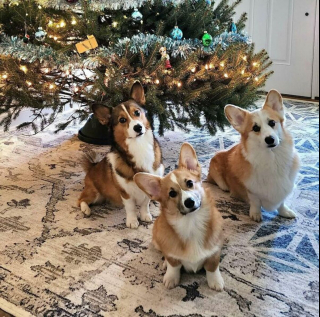 Illustration de l'article : 20 photos de chiens que l'atmosphère de Noël rend plus joyeux et excités que jamais