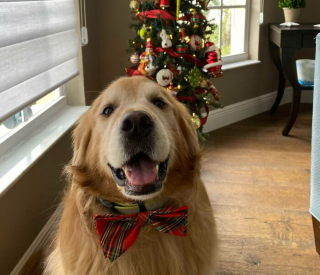 Illustration de l'article : 20 photos de chiens que l'atmosphère de Noël rend plus joyeux et excités que jamais