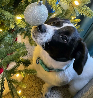 Illustration de l'article : 20 photos de chiens que l'atmosphère de Noël rend plus joyeux et excités que jamais