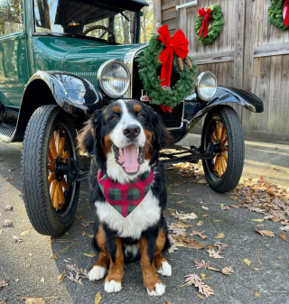 Illustration de l'article : 20 photos de chiens que l'atmosphère de Noël rend plus joyeux et excités que jamais