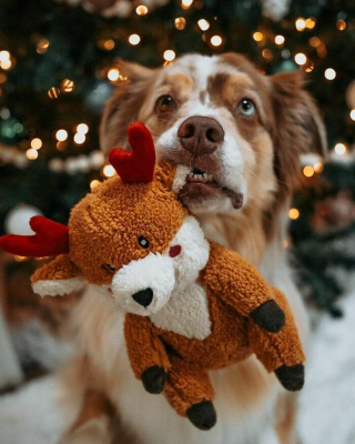 Illustration de l'article : 20 photos de chiens que l'atmosphère de Noël rend plus joyeux et excités que jamais