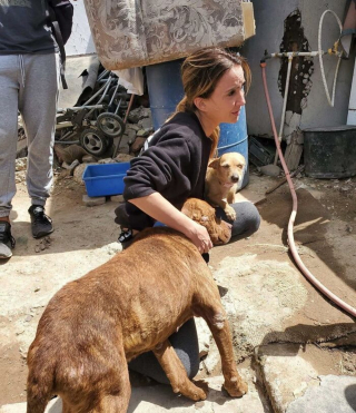 Illustration de l'article : D'appât pour les combats canins à grand-frère bienveillant, l'émouvante destinée d'un Pitbull sauvé par une passionnée