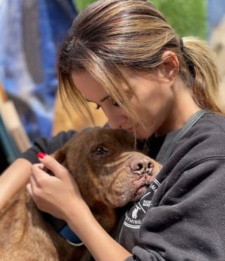 Illustration de l'article : D'appât pour les combats canins à grand-frère bienveillant, l'émouvante destinée d'un Pitbull sauvé par une passionnée