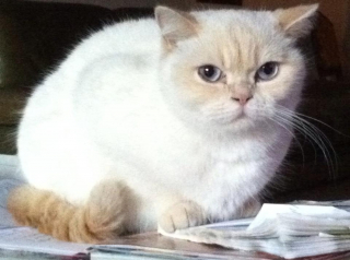 Illustration de l'article : Une chatte sénior disparue fait une joyeuse surprise à sa famille au bout de 8 longues années