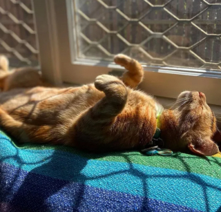 Illustration de l'article : 20 photos de chats s'offrant un agréable bain de soleil
