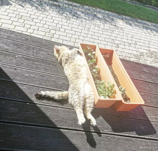 Illustration de l'article : 20 photos de chats s'offrant un agréable bain de soleil