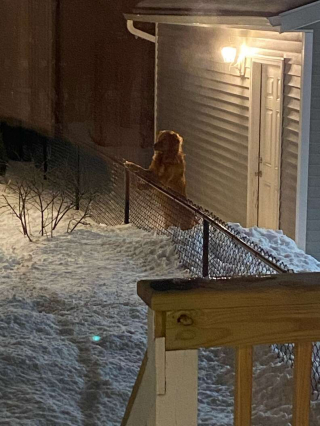 Illustration de l'article : Une chienne ayant horreur de la neige dépasse sa répulsion pour dire bonjour à son meilleur ami (vidéo)