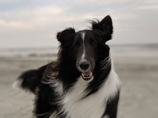 Illustration de l'article : Des vétérinaires alertent les propriétaires de chien sur les dangers de la promenade sur la plage par temps venteux