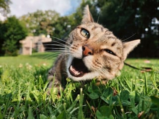 Illustration de l'article : 19 photos attendrissantes d'animaux de compagnie qui guérissent l'âme