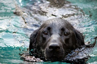 Illustration de l'article : Il plonge dans l’eau glacée pour sauver un chien de la noyade. Une retraitée veut aider ce demandeur d’asile après son acte héroïque