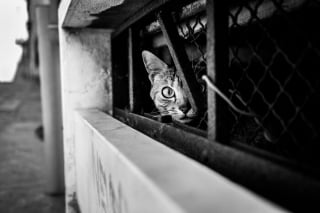 Illustration de l'article : 20 photos de chats en noir et blanc surgissant de n'importe où !