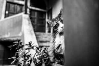 Illustration de l'article : 20 photos de chats en noir et blanc surgissant de n'importe où !