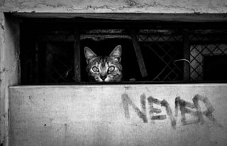 Illustration de l'article : 20 photos de chats en noir et blanc surgissant de n'importe où !