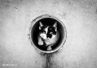 Illustration de l'article : 20 photos de chats en noir et blanc surgissant de n'importe où !