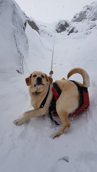 Illustration de l'article : Un chien-guide dévale la montagne sur 150 mètres, les gendarmes lancent une opération de sauvetage