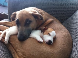 Illustration de l'article : 11 photos adorables de chiens qui cohabitent parfaitement malgré leur différence de taille