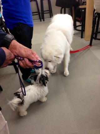 Illustration de l'article : 11 photos adorables de chiens qui cohabitent parfaitement malgré leur différence de taille