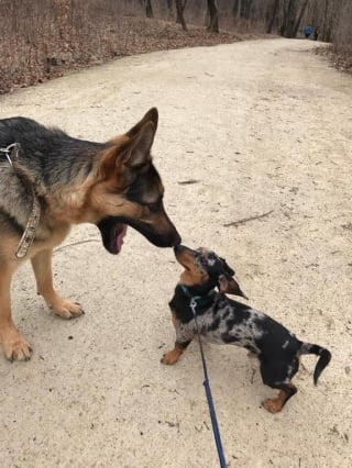 Illustration de l'article : 11 photos adorables de chiens qui cohabitent parfaitement malgré leur différence de taille