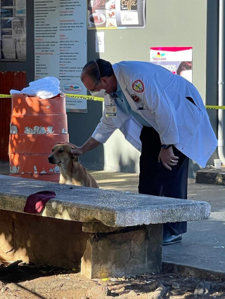 Illustration de l'article : Un médecin tend la main à un chien fidèle refusant de quitter le banc sur lequel son propriétaire est décédé