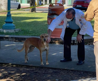 Illustration de l'article : Un médecin tend la main à un chien fidèle refusant de quitter le banc sur lequel son propriétaire est décédé