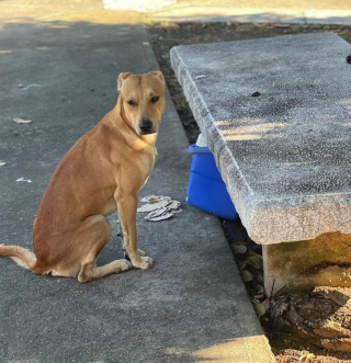 Illustration de l'article : Un médecin tend la main à un chien fidèle refusant de quitter le banc sur lequel son propriétaire est décédé