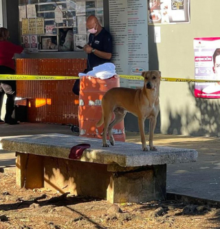 Illustration de l'article : Un médecin tend la main à un chien fidèle refusant de quitter le banc sur lequel son propriétaire est décédé