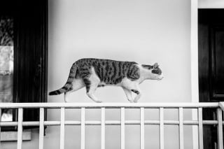 Illustration de l'article : 20 photos de chats qui sont des équilibristes hors pair